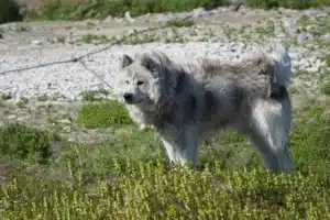 Lire la suite à propos de l’article Éleveur de chiens esquimaux canadiens