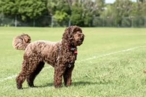 Lire la suite à propos de l’article Éleveurs de Labradoodle