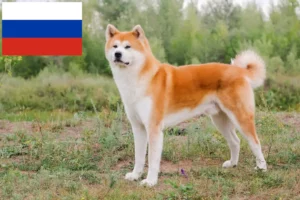 Lire la suite à propos de l’article Éleveurs d’Akita et chiots en Russie