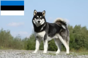 Lire la suite à propos de l’article Éleveurs de Malamutes d’Alaska et chiots en Estonie