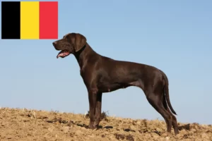 Lire la suite à propos de l’article Éleveurs et chiots à poil court allemand en Belgique