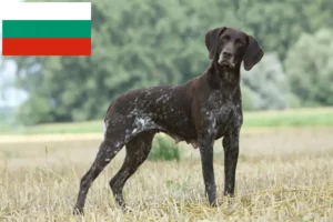 Lire la suite à propos de l’article Éleveurs et chiots à poil court allemand en Bulgarie