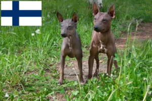 Lire la suite à propos de l’article Éleveurs et chiots d’American Hairless Terrier en Finlande