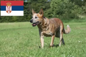 Lire la suite à propos de l’article Éleveurs de chiens de race Australian Cattle Dog et chiots en Serbie