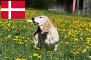 Lire la suite à propos de l’article Basset Artésien Normand Éleveurs et chiots au Danemark