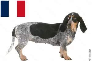 Lire la suite à propos de l’article Basset bleu de Gascogne Éleveurs et chiots en France