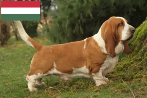 Lire la suite à propos de l’article Basset Hound éleveurs et chiots en Hongrie