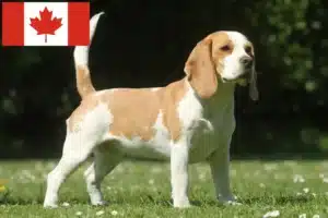 Lire la suite à propos de l’article Éleveurs de beagles et chiots au Canada