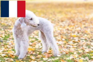 Lire la suite à propos de l’article Éleveurs de Bedlington Terrier et chiots en France