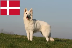 Lire la suite à propos de l’article Berger blanc suisse éleveur et chiots au Danemark