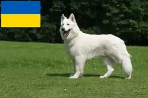 Lire la suite à propos de l’article Berger blanc suisse éleveurs et chiots en Ukraine