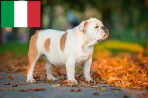 Lire la suite à propos de l’article Éleveurs de Bouledogues anglais et chiots en Italie