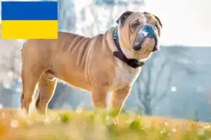 Lire la suite à propos de l’article Bouledogue anglais éleveurs et chiots en Ukraine