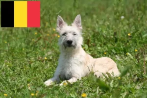 Lire la suite à propos de l’article Bouvier des Ardennes éleveurs et chiots en Belgique