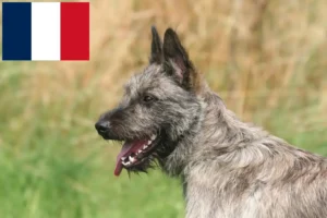 Lire la suite à propos de l’article Bouvier des Ardennes Éleveurs et chiots en France