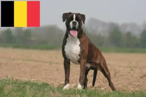 Lire la suite à propos de l’article Éleveurs de boxers et chiots en Belgique