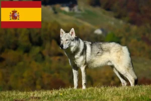 Lire la suite à propos de l’article Éleveurs de chiens-loups tchécoslovaques et chiots en Espagne