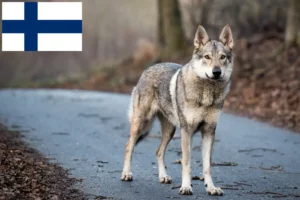 Lire la suite à propos de l’article Éleveurs de chiens-loups tchécoslovaques et chiots en Finlande