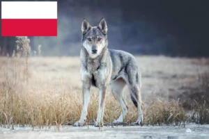 Lire la suite à propos de l’article Éleveurs de chiens-loups tchécoslovaques et chiots en Pologne