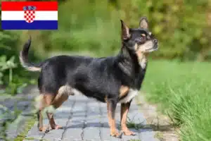 Lire la suite à propos de l’article Éleveurs de chihuahuas et chiots en Croatie