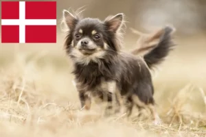 Lire la suite à propos de l’article Éleveurs de chihuahuas et chiots au Danemark