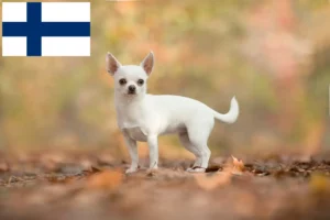 Lire la suite à propos de l’article Éleveurs de chihuahuas et chiots en Finlande