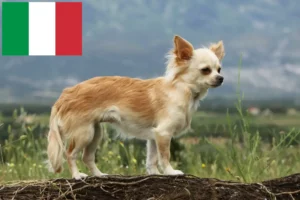 Lire la suite à propos de l’article Éleveurs de chihuahuas et chiots en Italie