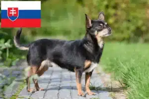 Lire la suite à propos de l’article Éleveurs de chihuahuas et chiots en Slovaquie