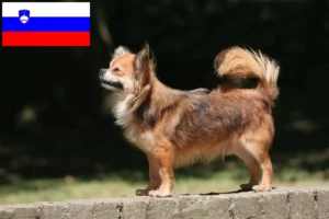 Lire la suite à propos de l’article Éleveurs de chihuahuas et chiots en Slovénie