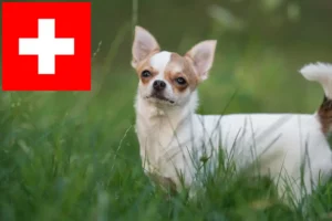 Lire la suite à propos de l’article Éleveurs de chihuahuas et chiots en Suisse