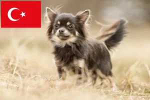 Lire la suite à propos de l’article Éleveurs de chihuahuas et chiots en Turquie