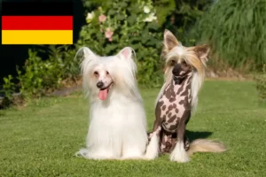 Lire la suite à propos de l’article Chinois Crested Dog éleveurs et chiots en Allemagne