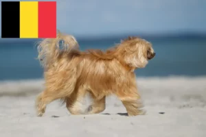 Lire la suite à propos de l’article Chinois Crested Dog éleveurs et chiots en Belgique