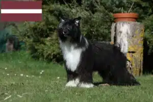 Lire la suite à propos de l’article Chinois Crested Dog éleveurs et chiots en Lettonie