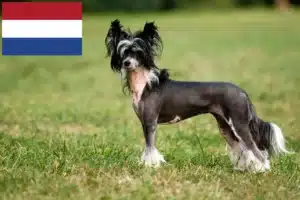 Lire la suite à propos de l’article Chinois Crested Dog éleveurs et chiots aux Pays-Bas