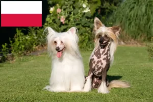 Lire la suite à propos de l’article Chinois Crested Dog éleveurs et chiots en Pologne