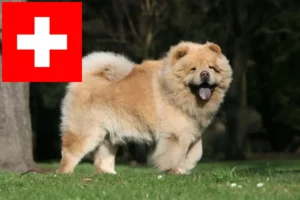 Lire la suite à propos de l’article Éleveurs de Chow-Chow et chiots en Suisse