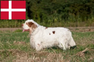 Lire la suite à propos de l’article Éleveurs de Clumber Spaniel et chiots au Danemark