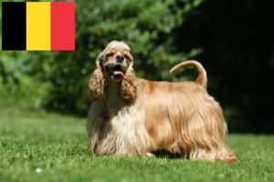 Lire la suite à propos de l’article Éleveurs de Cockers américains et chiots en Belgique