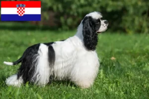 Lire la suite à propos de l’article Cocker américain éleveurs et chiots en Croatie