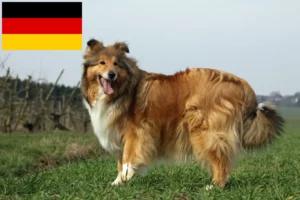 Lire la suite à propos de l’article Éleveurs de colleys et chiots en Allemagne