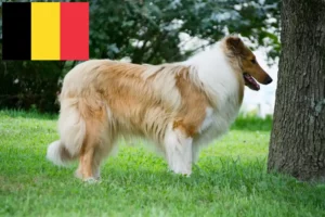 Lire la suite à propos de l’article Éleveurs de colleys et chiots en Belgique