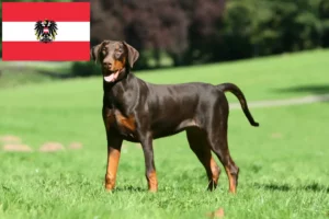 Lire la suite à propos de l’article Dobermann éleveurs et chiots en Autriche