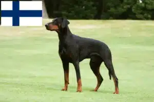 Lire la suite à propos de l’article Éleveurs de dobermans et chiots en Finlande