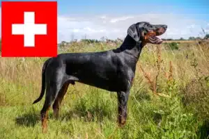 Lire la suite à propos de l’article Dobermann éleveurs et chiots en Suisse