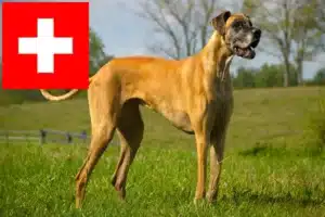 Lire la suite à propos de l’article Dogue allemand éleveurs et chiots en Suisse