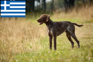 Lire la suite à propos de l’article Éleveurs et chiots à poil court allemand en Grèce