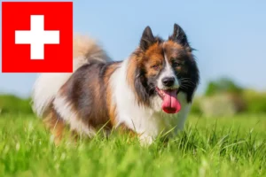 Lire la suite à propos de l’article Éleveurs et chiots Elo en Suisse