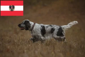 Lire la suite à propos de l’article Éleveurs de Springer Spaniel anglais et chiots en Autriche