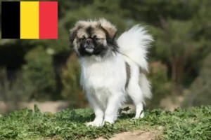 Lire la suite à propos de l’article Éleveurs d’épagneuls du Tibet et chiots en Belgique